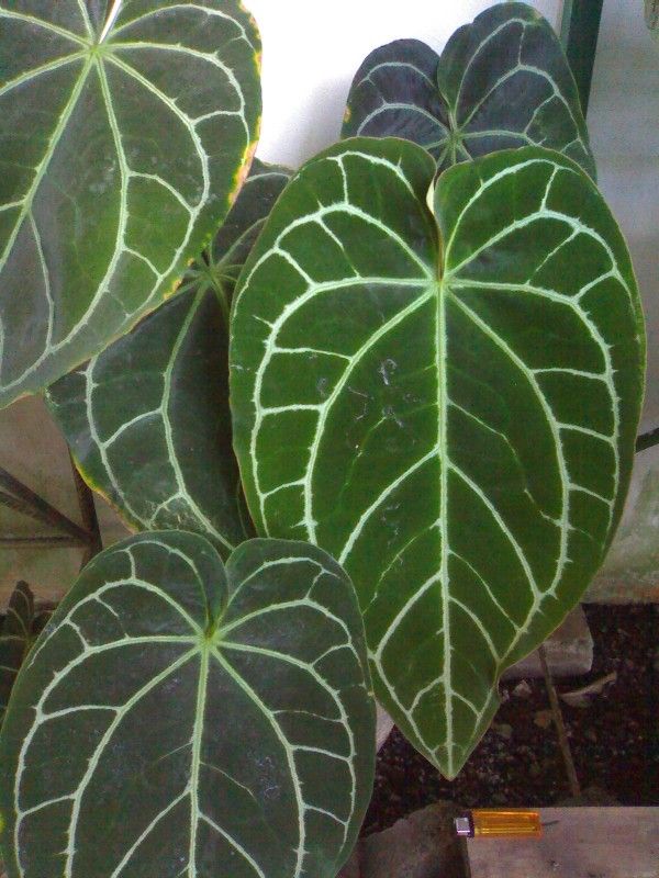Alocasia (Kuping Gajah)